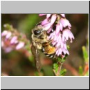 Andrena flavipes - Sandbiene w19 Sandgrube Niedringhaussee.jpg